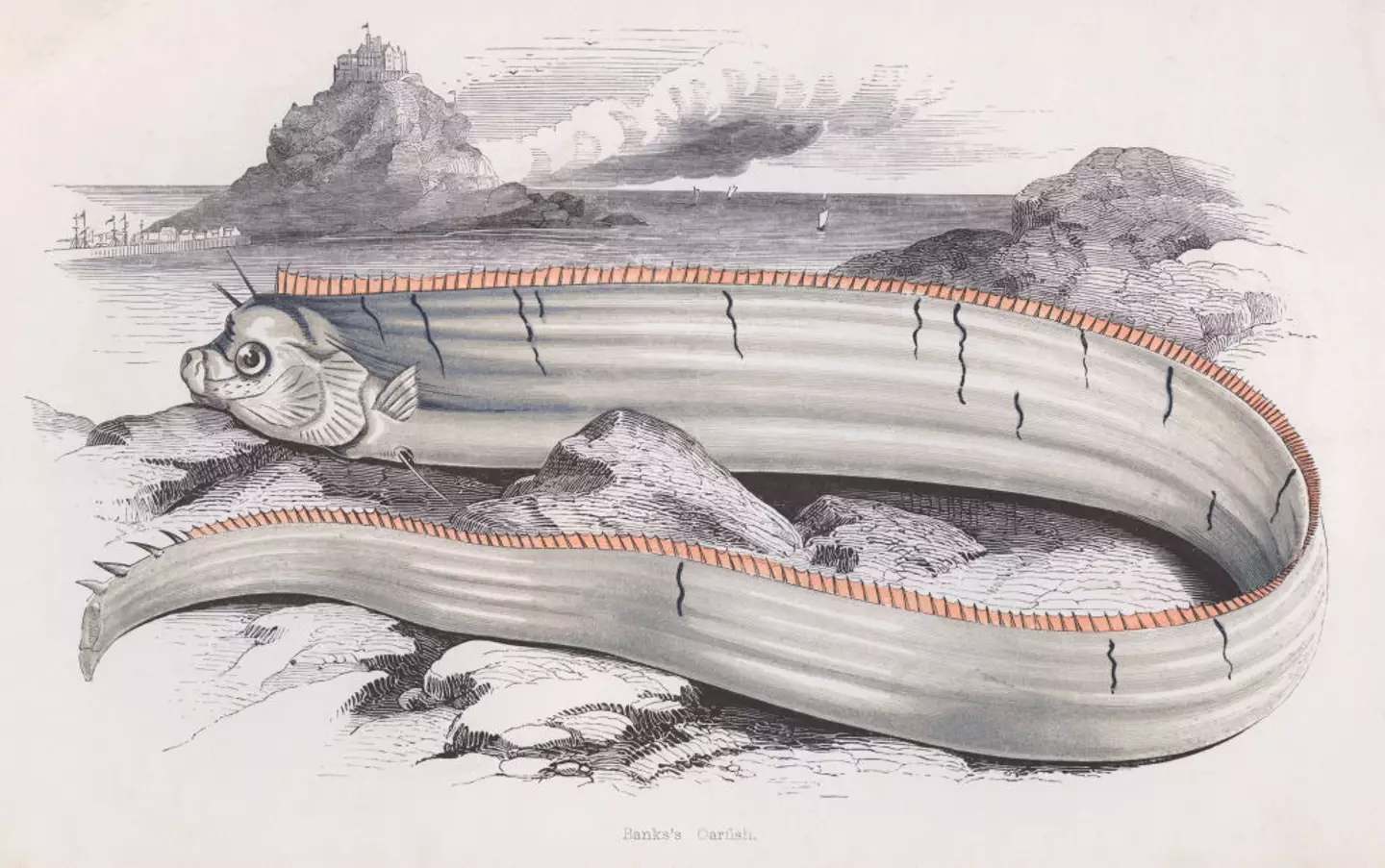 Oarfish are almost mythical creatures, stretching up to 11 meters in length and having an otherworldly-like appearance (Hulton Archive/Getty Images)