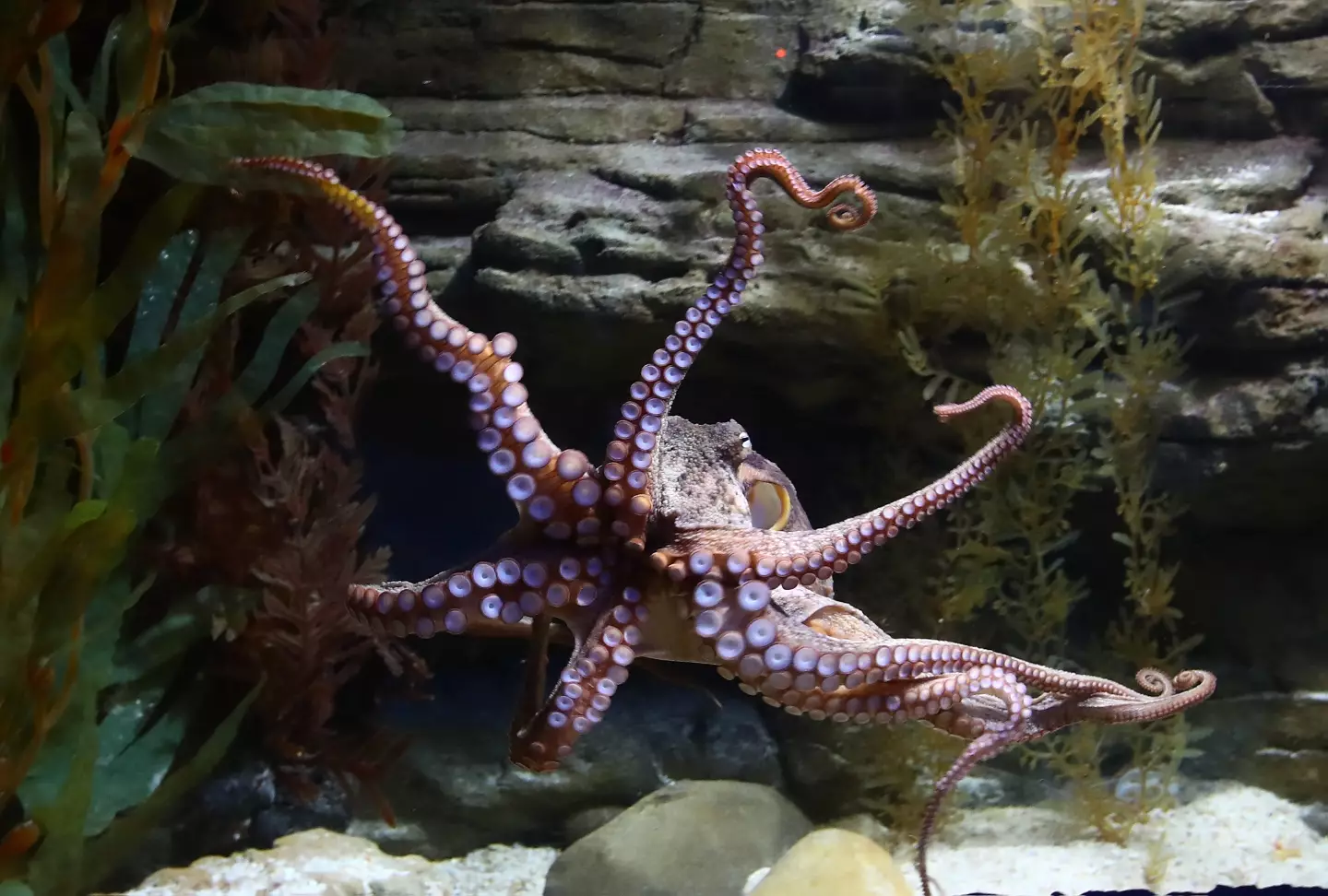 Could octopuses really inherit the Earth from us? (Robert Cianflone / Staff / Getty)