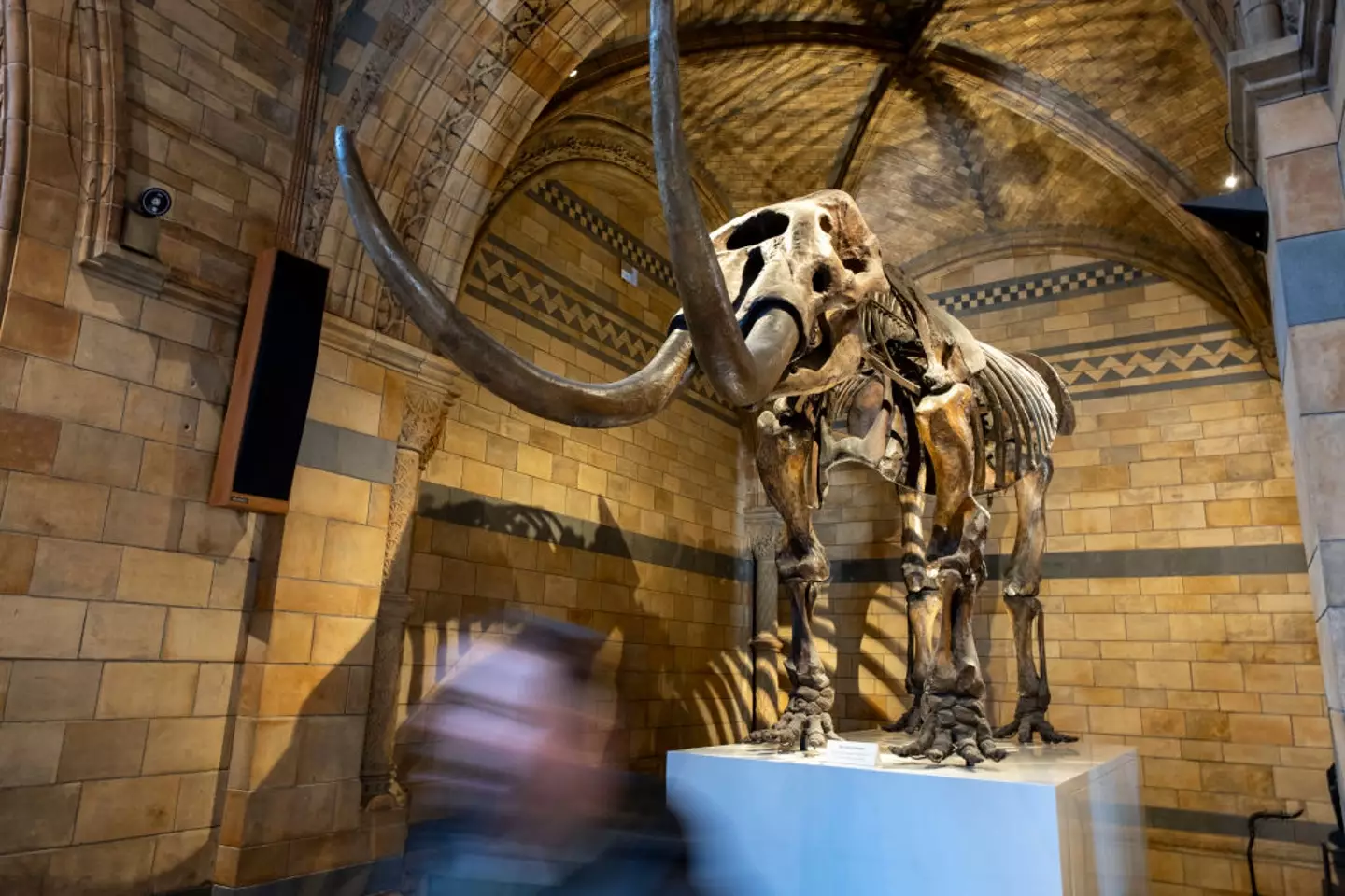 The mammoth-like creature lived among early humans (Mike Kemp/In Pictures via Getty Images)