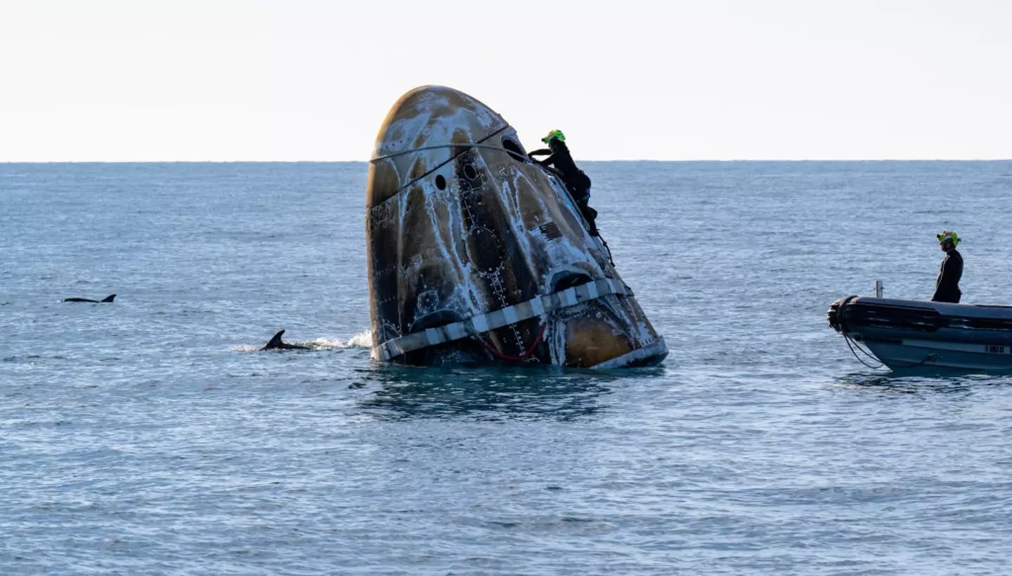 The NASA crew were met by curious dolphins. Handout / Handout / Getty