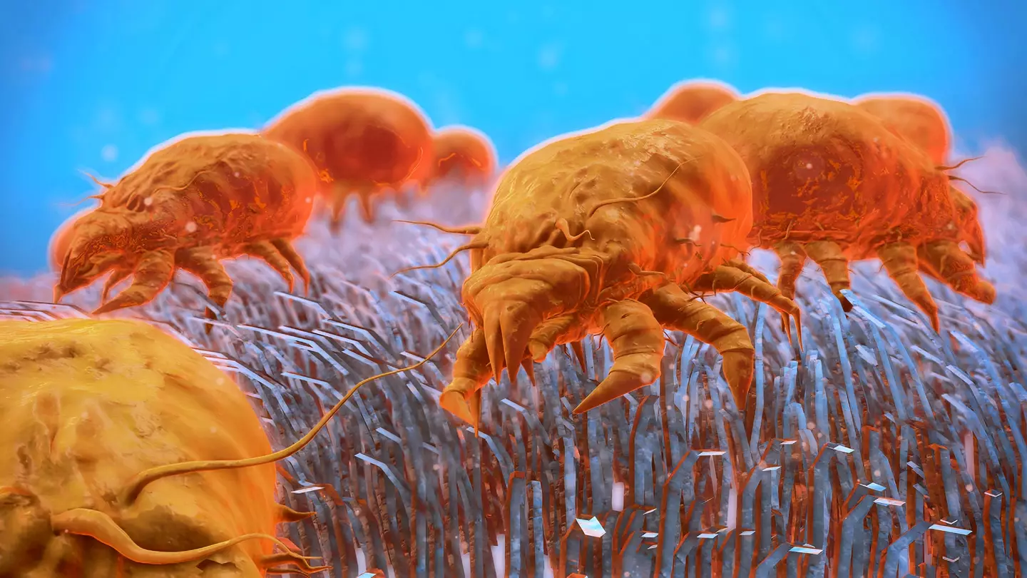 Dust mites look terrifying close up (nopparit / Getty Images)