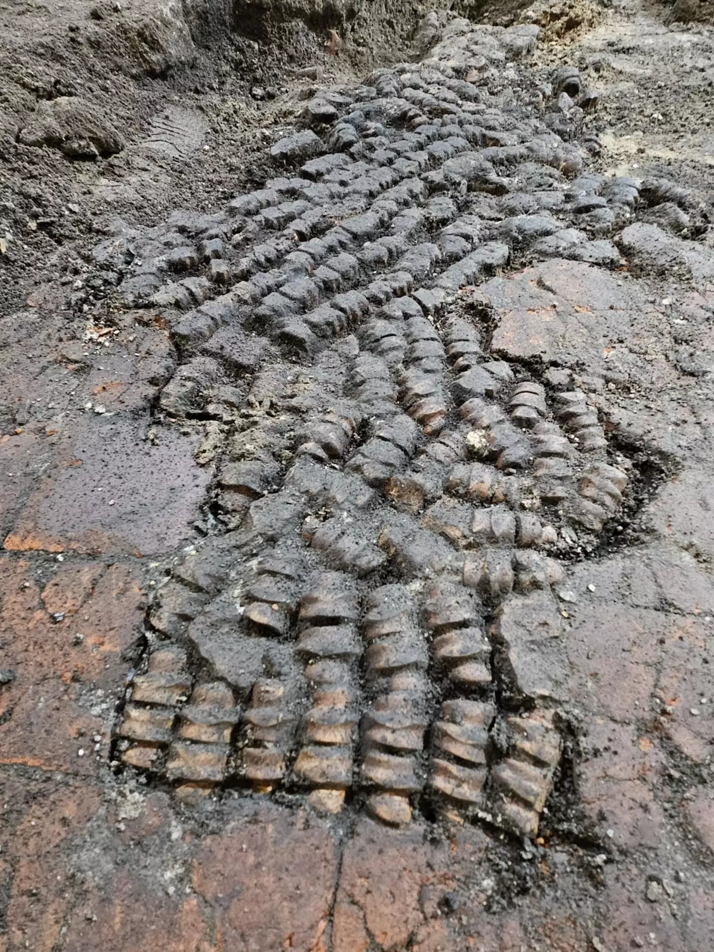 The floor of bones could dare back to the 15th century (Erfgoed Alkmaar)