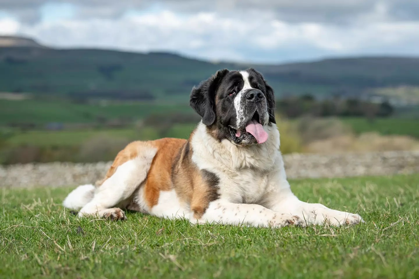 The drug specifically targets larger breeds.