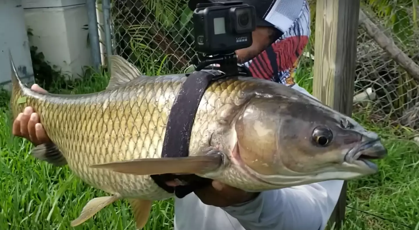 (Monster Mike Fishing/YouTube)