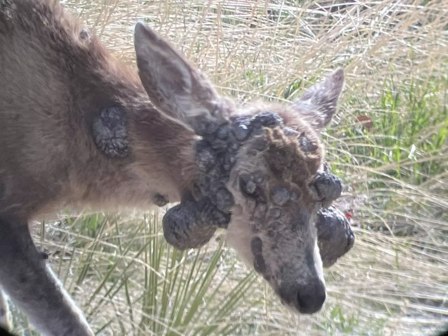 The infection doesn't always clear up on its own (Colorado Parks and Wildlife — Northeast Region)