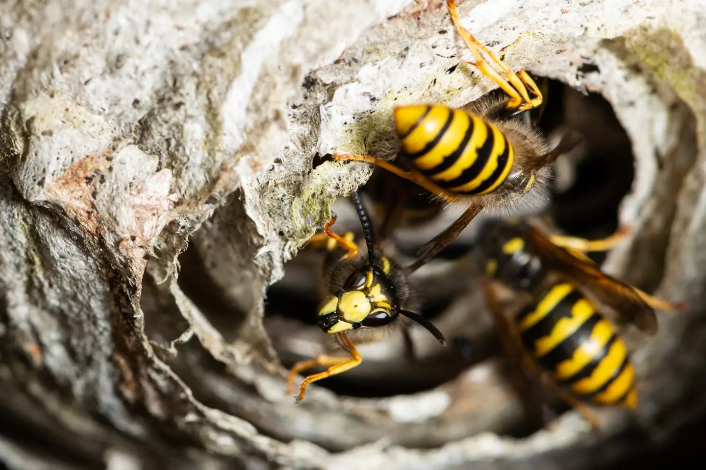 Close up of wasps at the entrance of their nest (Getty Images)