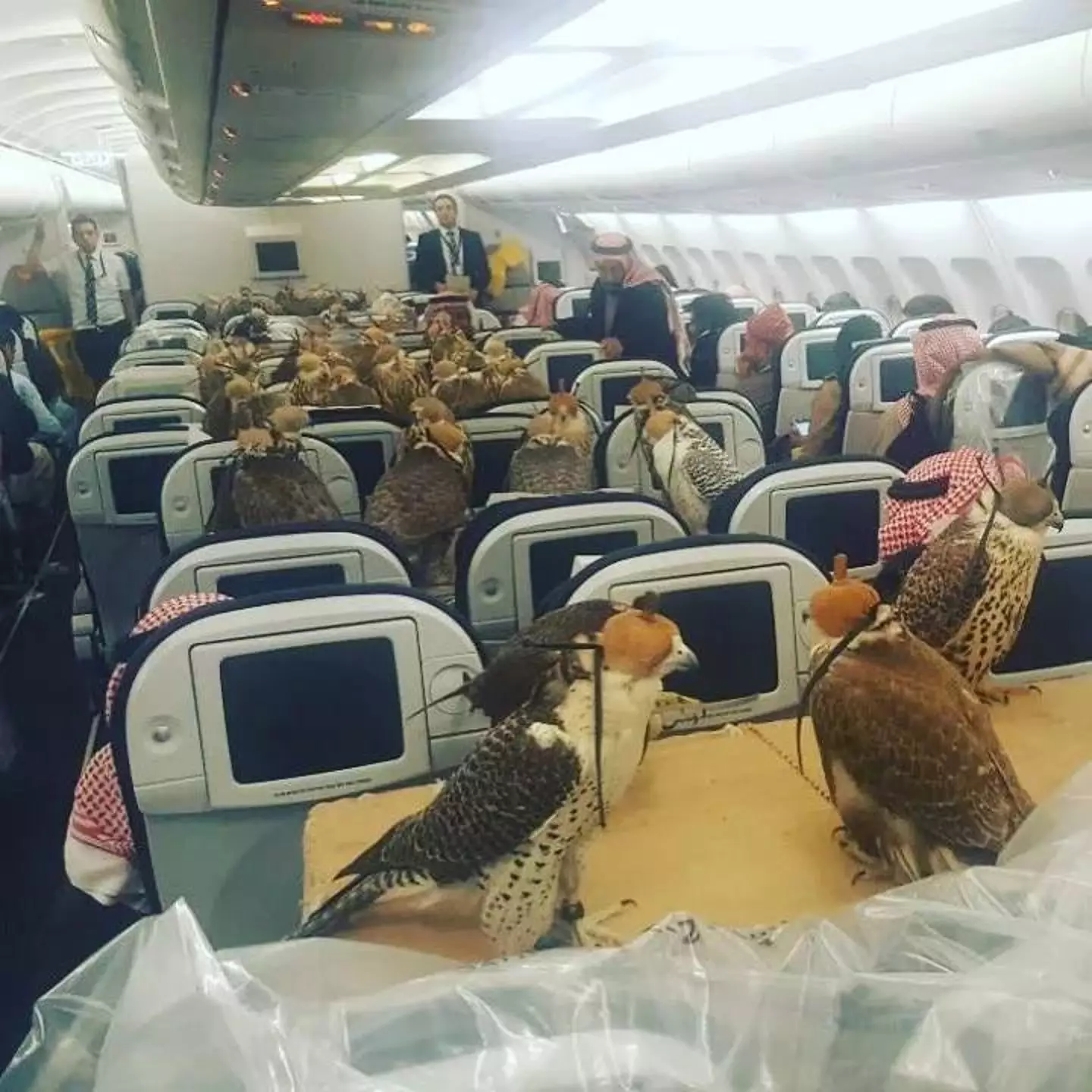Falcons are a regular feature on planes (Reddit / lensoo)
