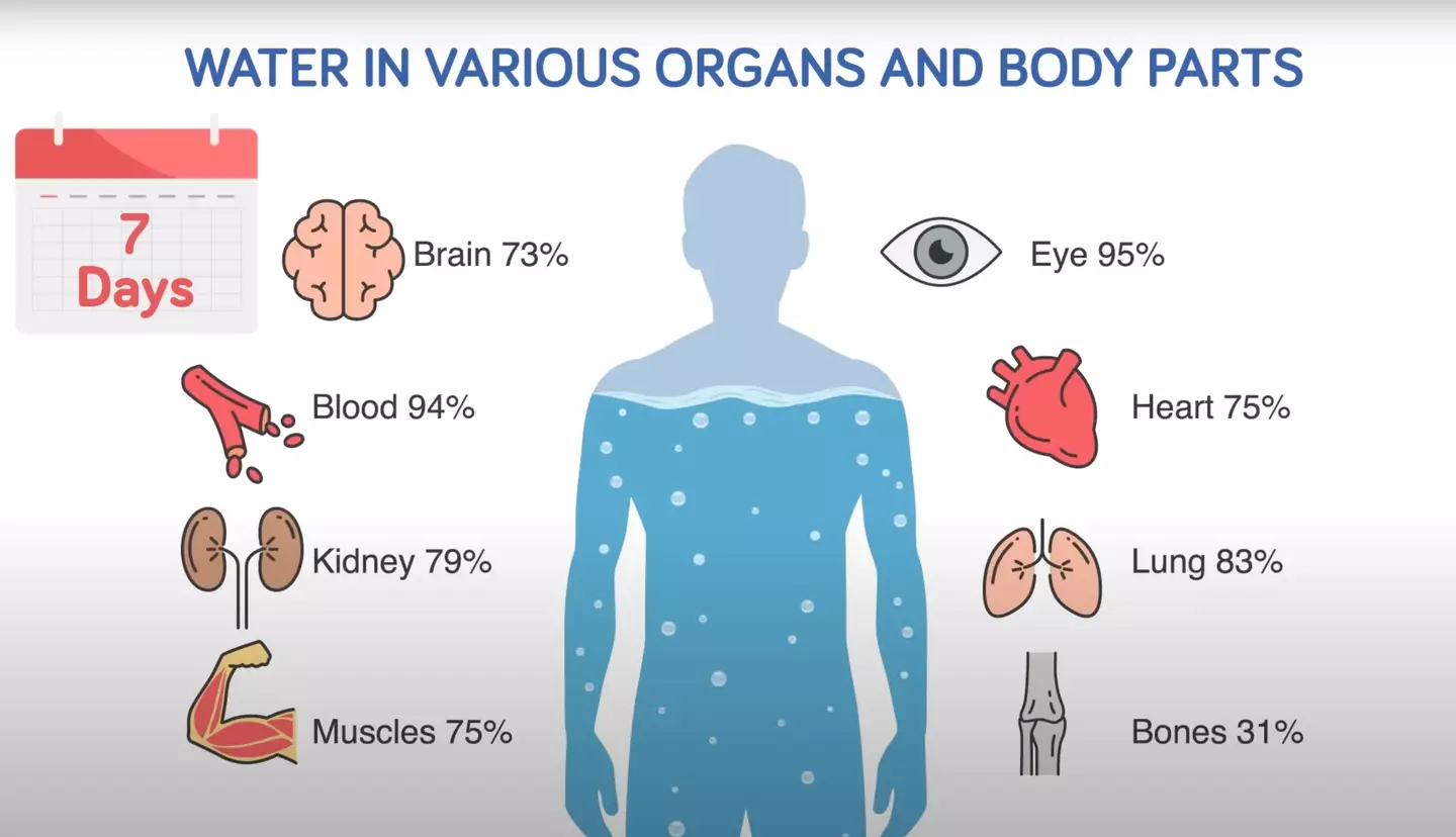 The simulation explains what happens inside the body when we stop drinking (YouTube/@TheInfographicsShow)