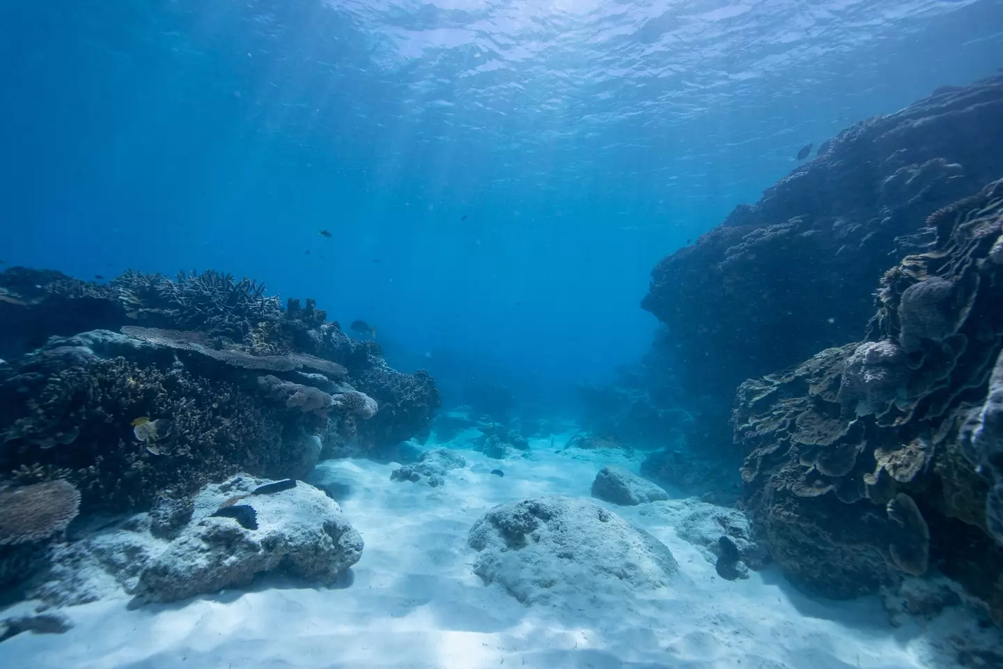 Newly discovered "dark oxygen" is being produced on the oceanfloor (Mitchell Pettigrew/Getty)