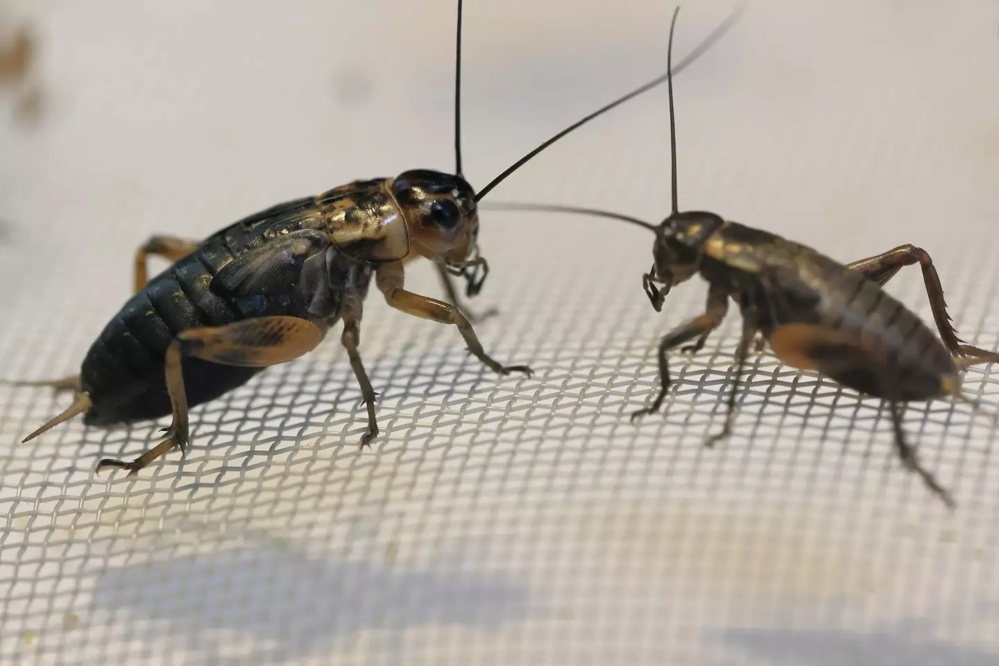 Crickets are actually among the highest sources of protein, possessing 60 grams for every 100 grams of the insect (Getty Stock)