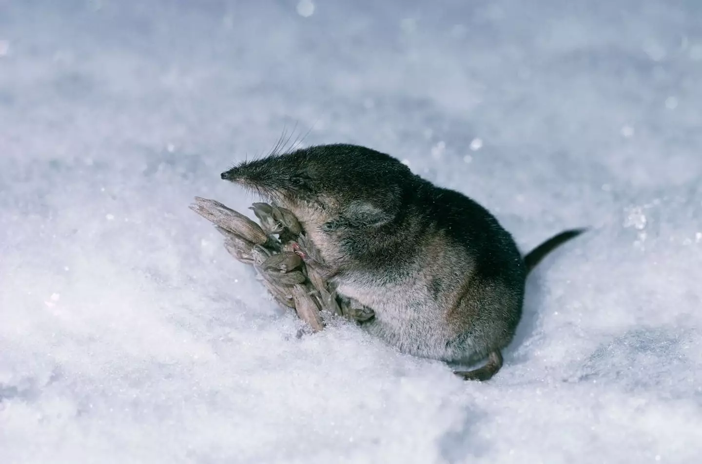 The Camp Hill virus was first spotted within the organs of shrews (DeAgostini/Getty Images)