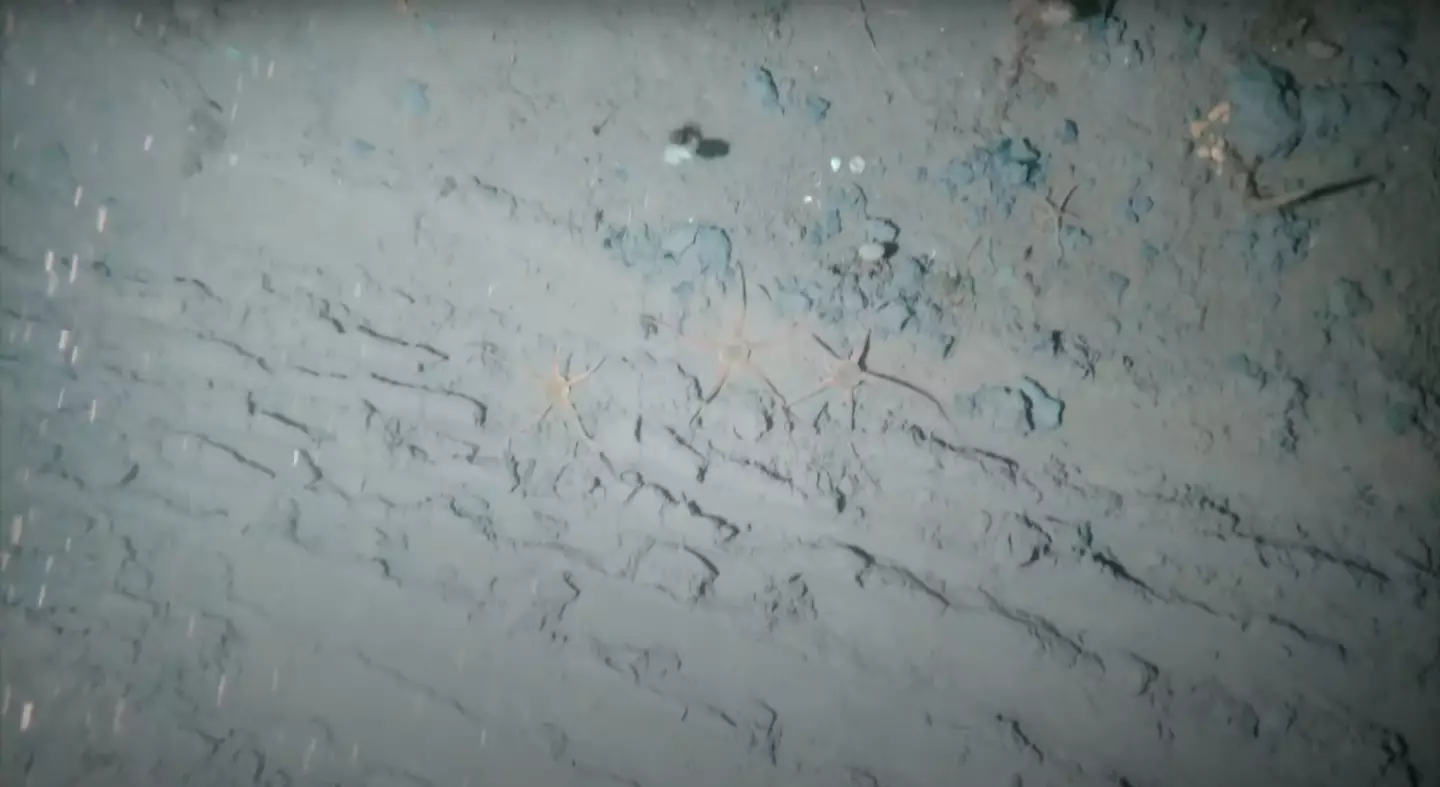 Entire ecosystems are being destroyed by ship anchors (YouTube/@FrontiersIn)