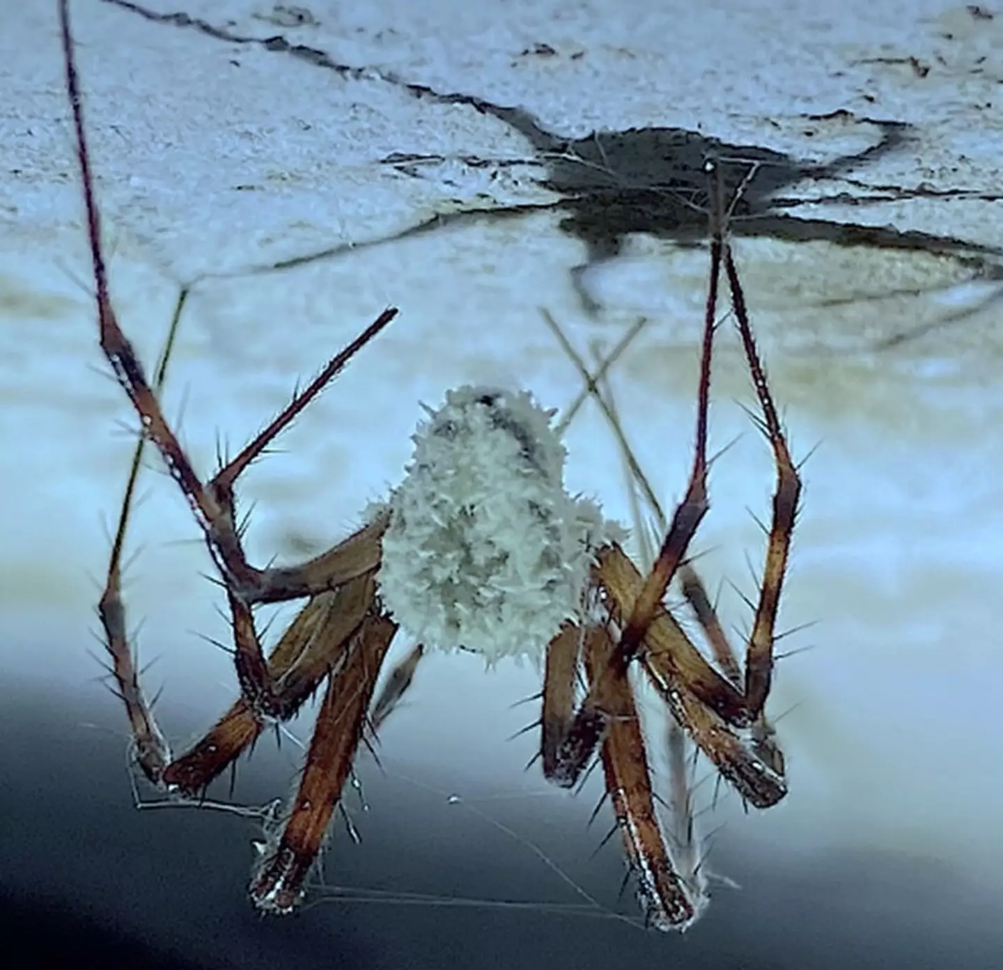 The fungus has created 'zombie spiders' (CABI)
