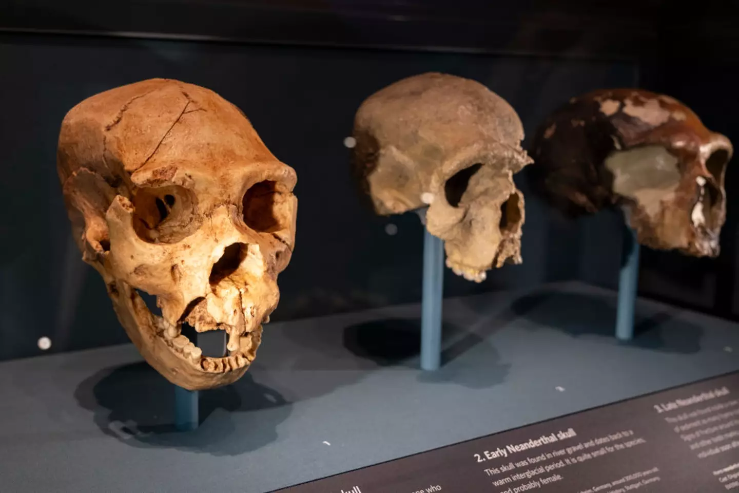 This isn't the first discovery that Reed's team has made (Mike Kemp / Contributor / Getty)