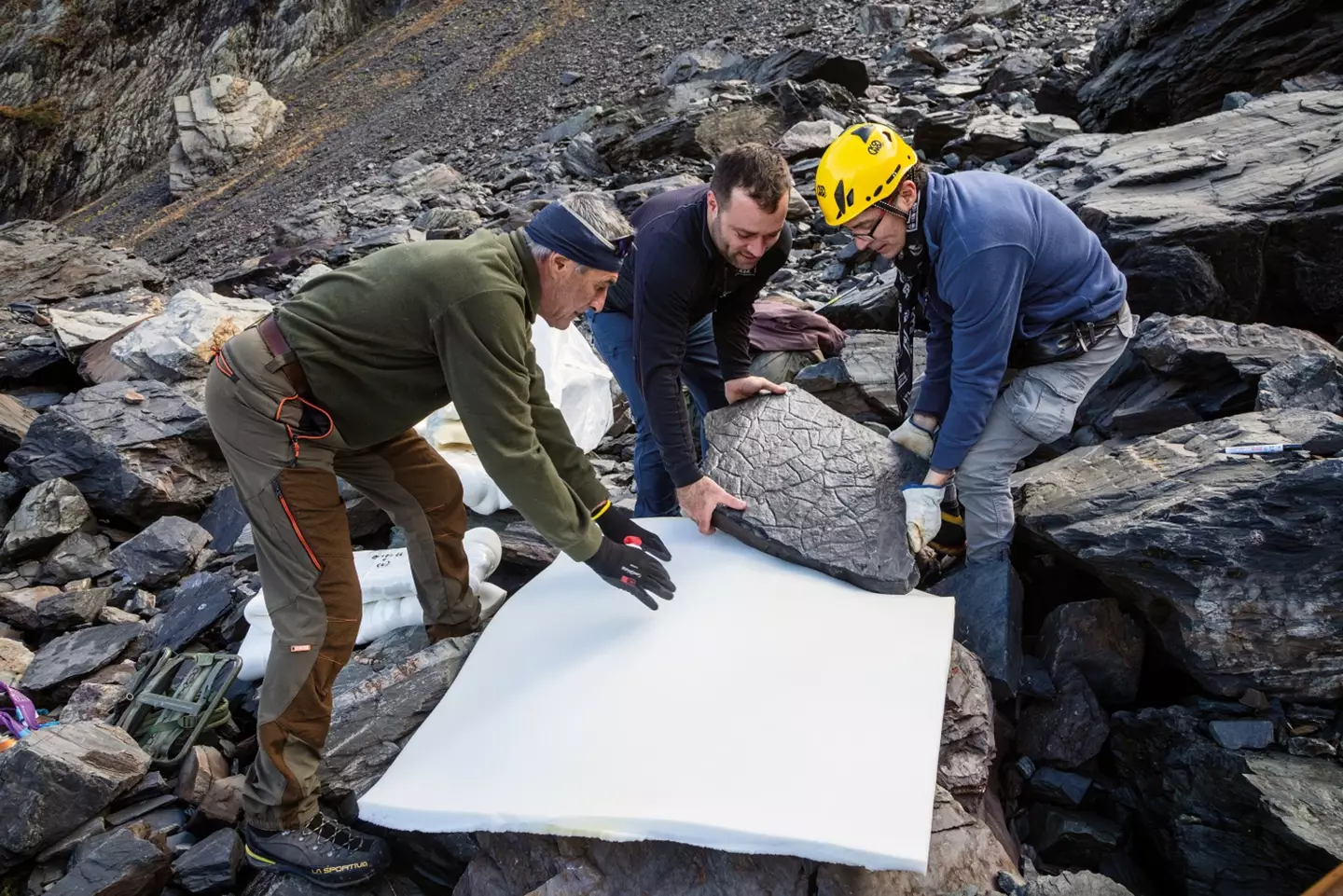 The team uncovered an ancient ecosystem (Museo di Storia Naturale Milano)