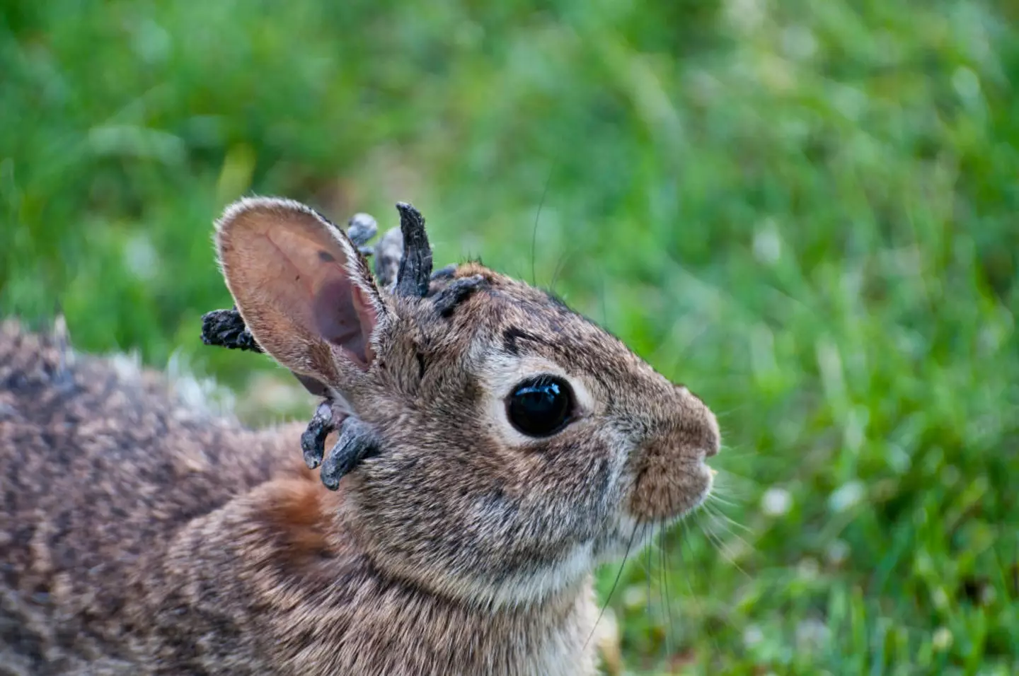 CRPV is spread through insect bites on infected rabbits (Education Images / Contributor / Getty)