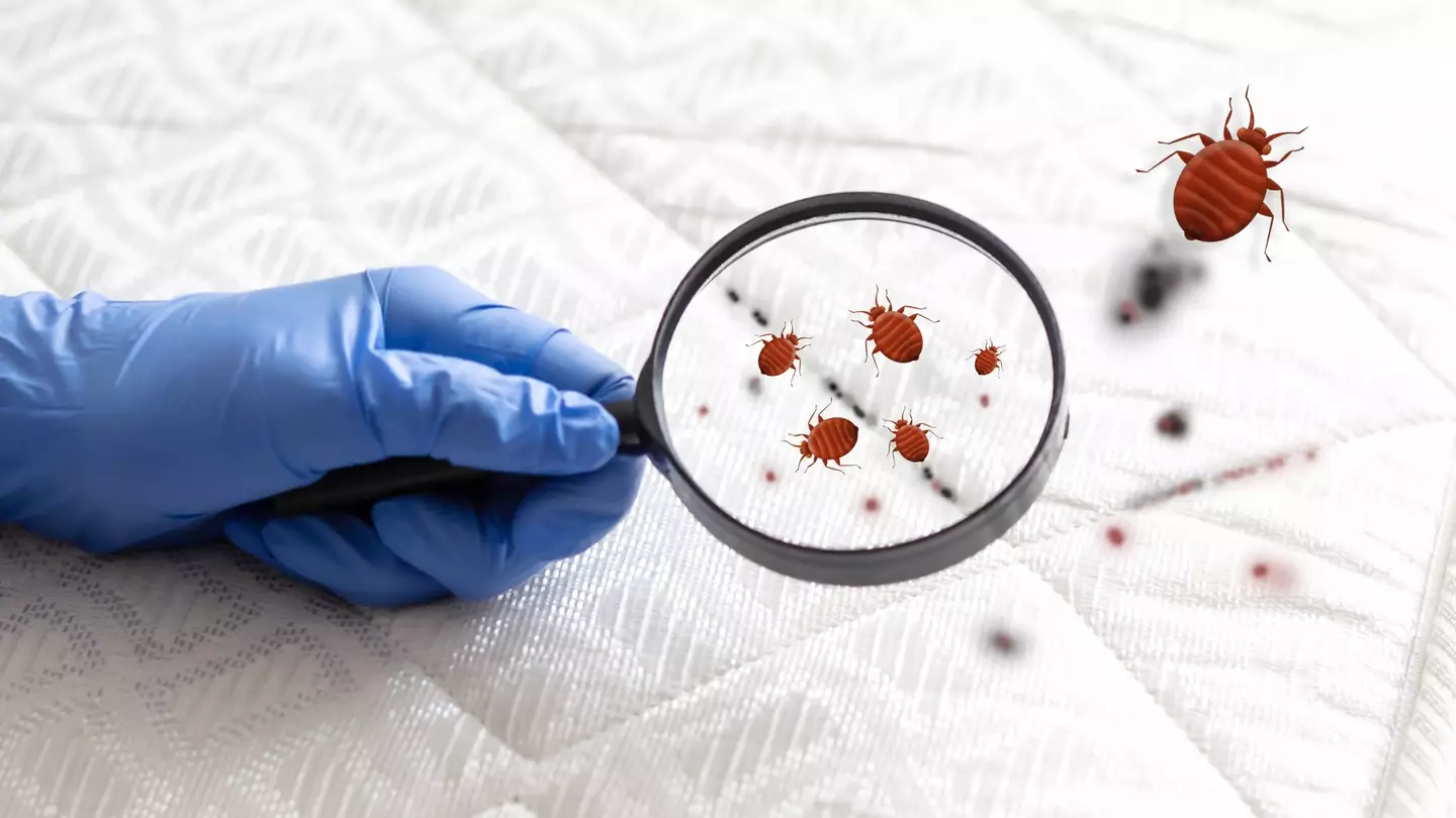 Once in your home, bedbugs are tough to get rid of (Hit Stop Media/Getty)