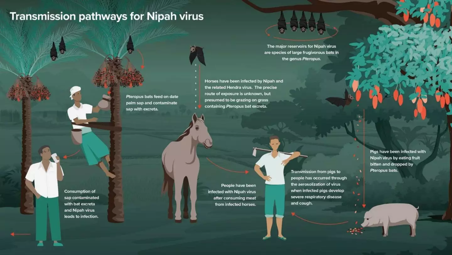 The Nipah virus can spread via animals and humans (WHO)