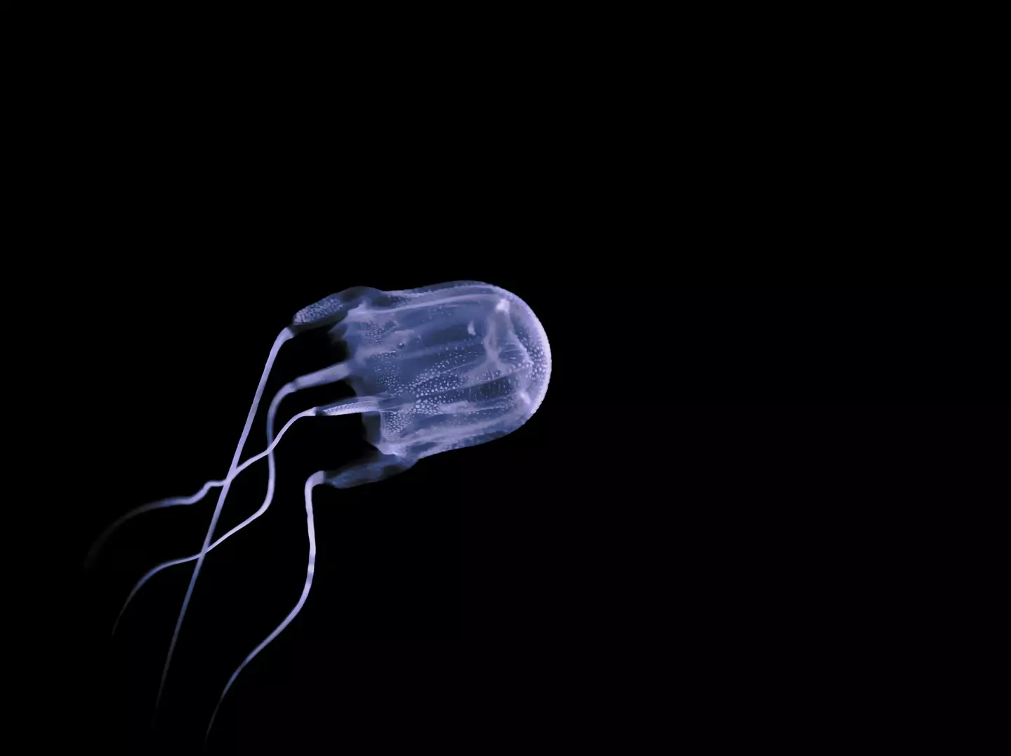 The box jellyfish can measure up the' length of a man.' (~UserGI15667539/Getty)