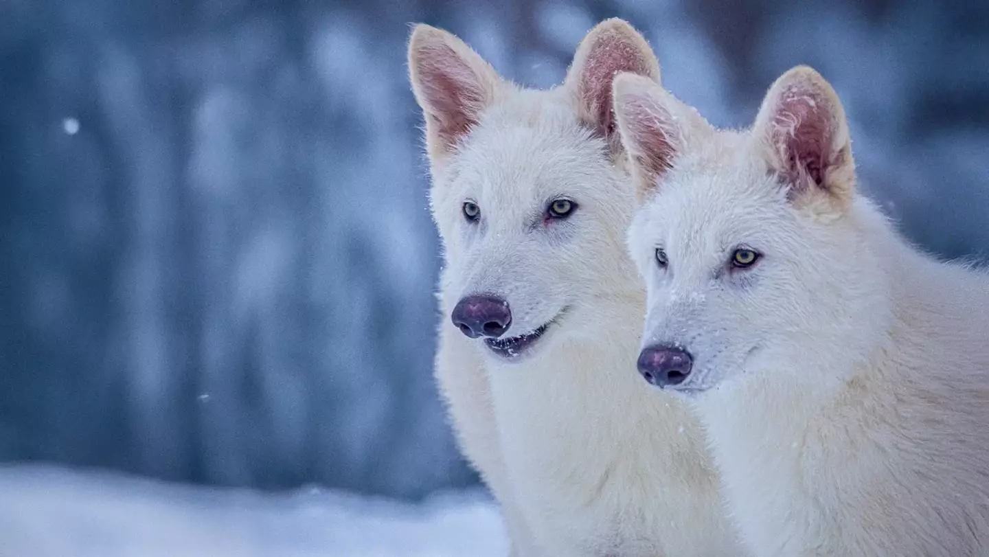 This is the first time the six-month old pups have been seen by the public / Colossal Biosciences
