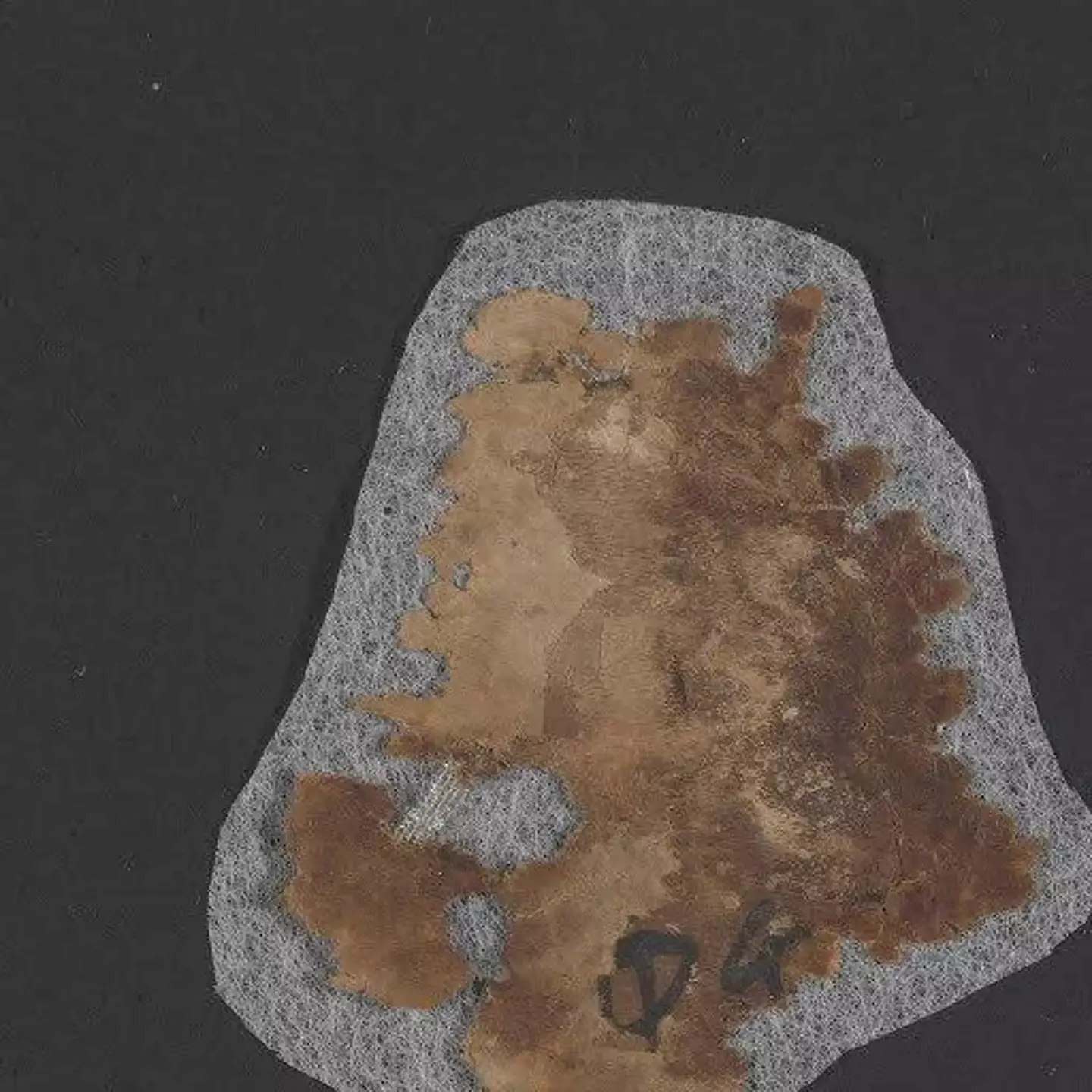 It took Oliveiro two months to do the 'impossible' (The Leon Levy Dead Scrolls Digital Library, Israel Antiquities Authority / Shai Halevi)