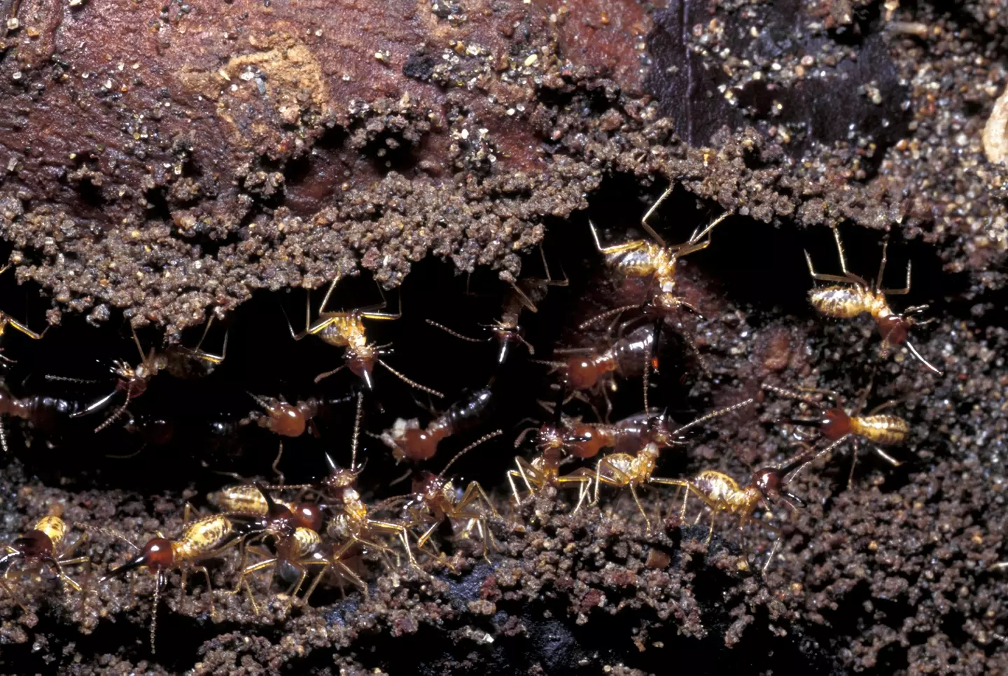 The termites are growing large colonies and are considered to be an invasive species (Kevin Schafer/Getty Images)
