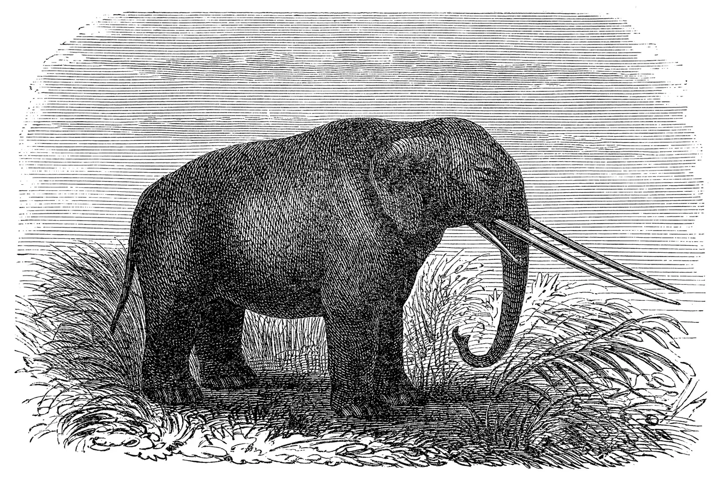 The mastodon went extinct thousands of years ago (Nastasic/Getty Images)