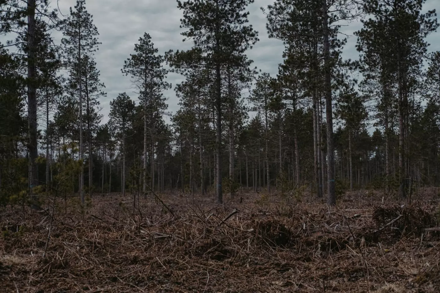 The 36-year-old woman was lost for over 18 hours in Pigeon River Forest (Erin Kirkland/Bloomberg via Getty Images)