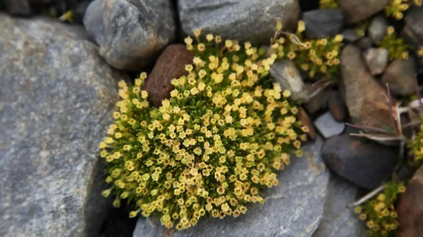 Antarctic hair grass and Antarctic pearlwort are two types of plants that grow in Antarctic.