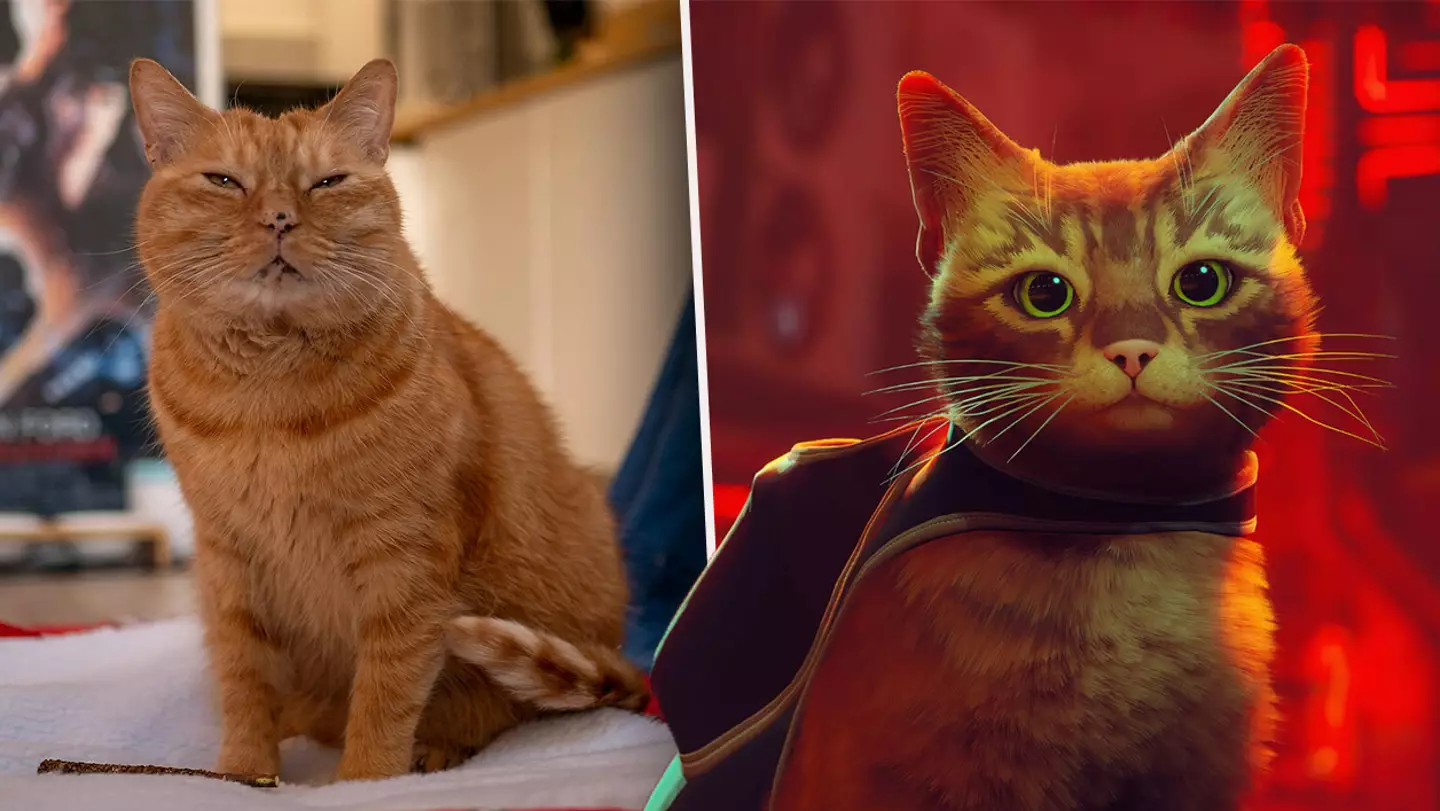 Cat Game ‘Stray’ Introduces Three Real Life Feline Stars
