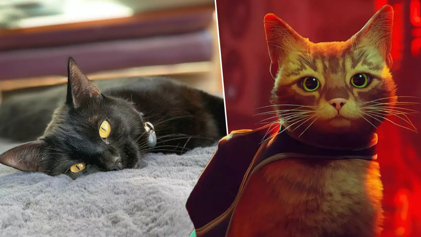 'Stray' Has Raised Huge Amount To Help Real Cats In Animal Shelters