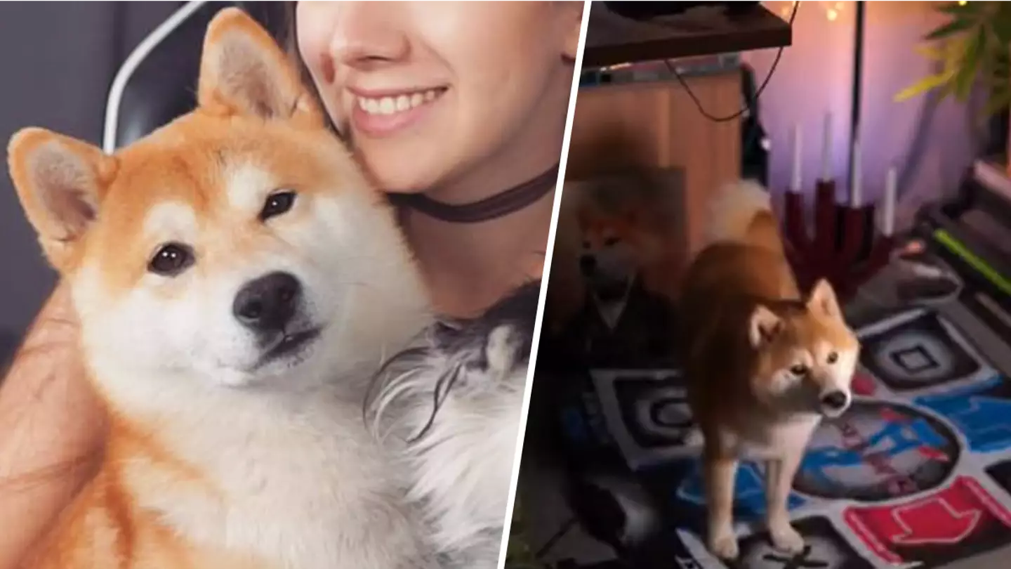 Elden Ring's hot new streamer is a dog called Yoshi
