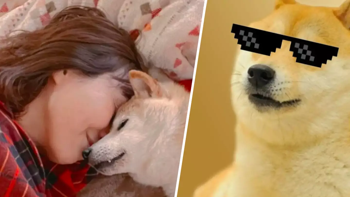 'Doge' meme Shiba Inu seriously ill with cancer, owner says