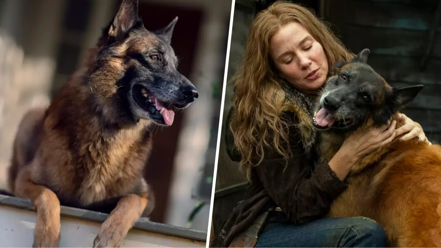 The Walking Dead's 'best boy' Seven the dog has sadly passed away
