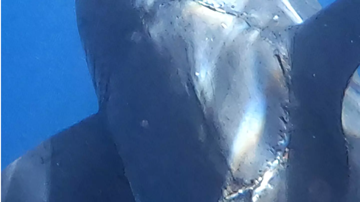 Great White Shark Spotted With Huge Bite Mark On Its Side