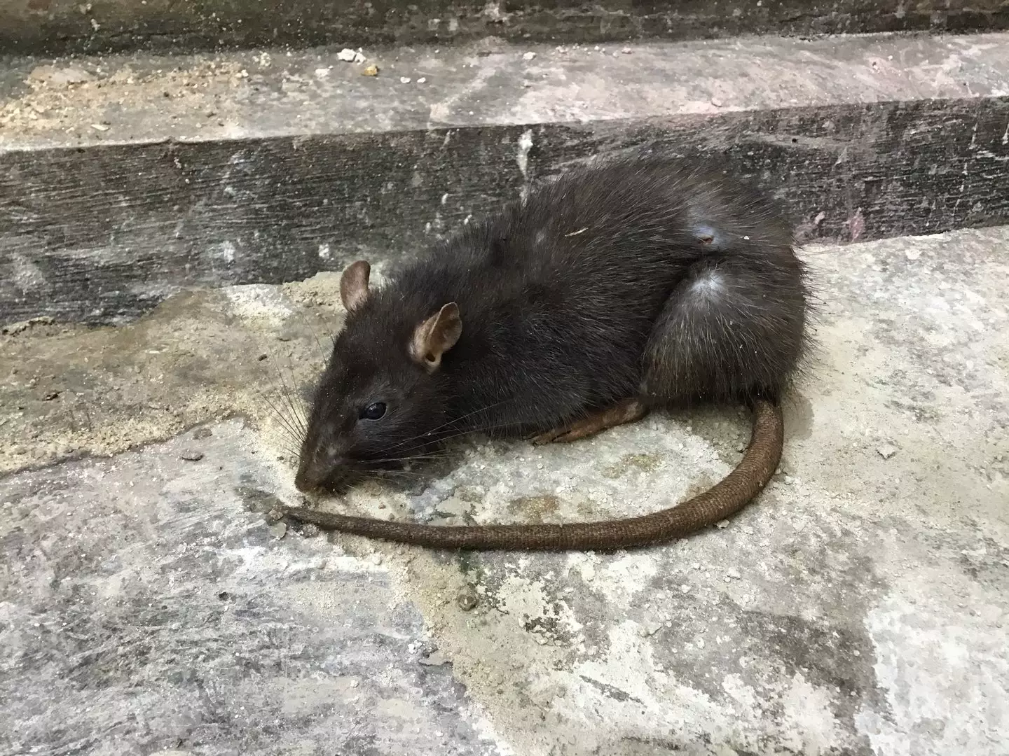 Rats can carry illness which pass onto humans (Getty Stock)