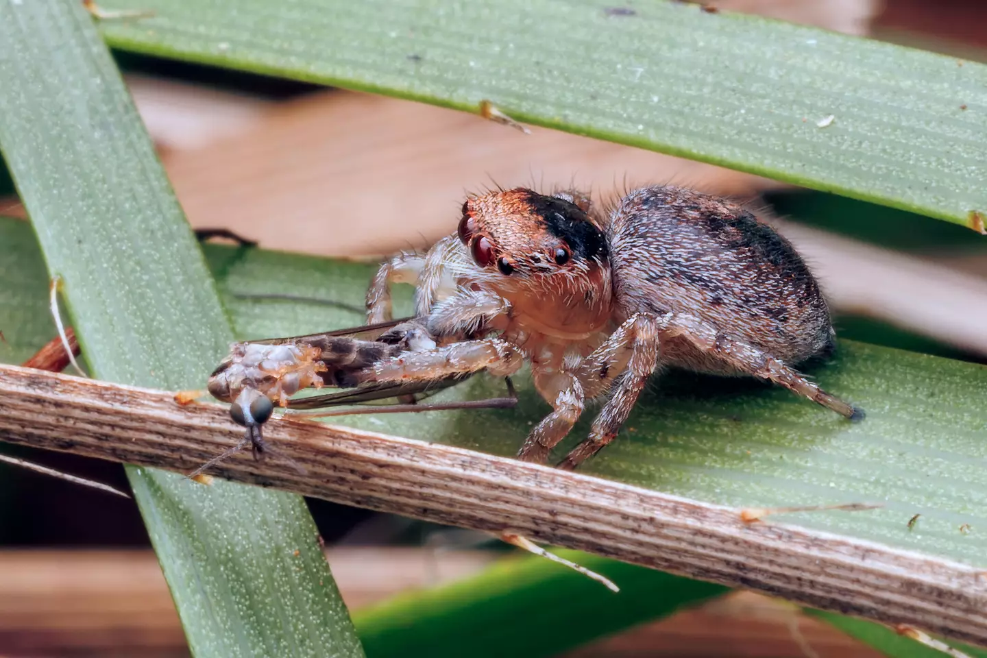 You should probably think twice before going out of your way to kill a spider that could possibly be pregnant. (Getty Stock Photo)