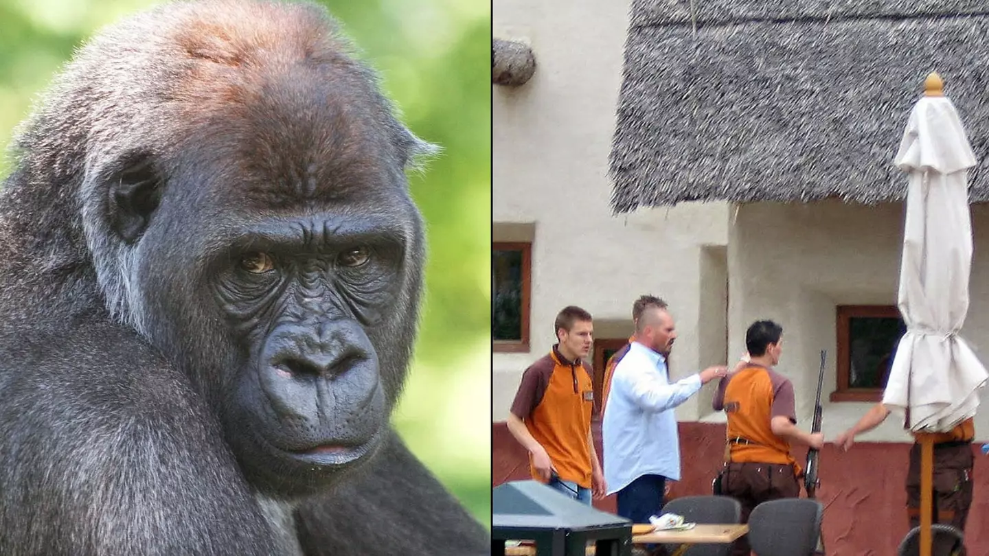 Horrific reason you should not make eye-contact with a gorilla after woman ended up paying the price