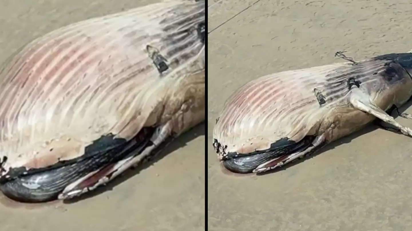 Brits warned to stay clear of beach after massive 30ft whale appears
