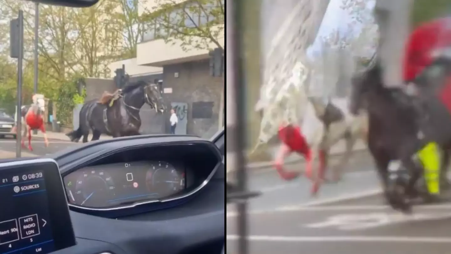 Two horses filmed running through streets of London as one is 'covered in blood'
