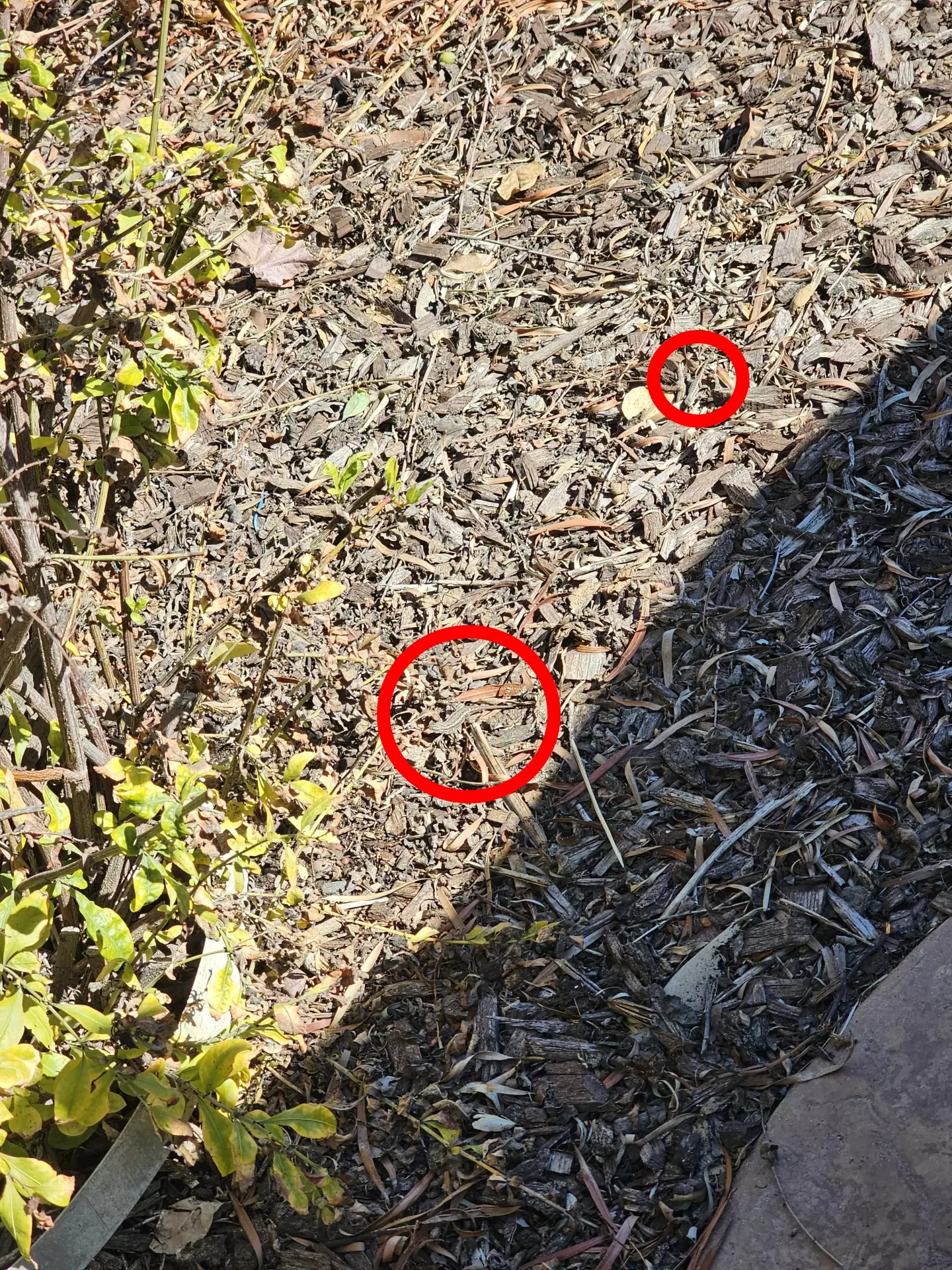 Do you see them now? (Reddit/u/jumpthewallstreet)