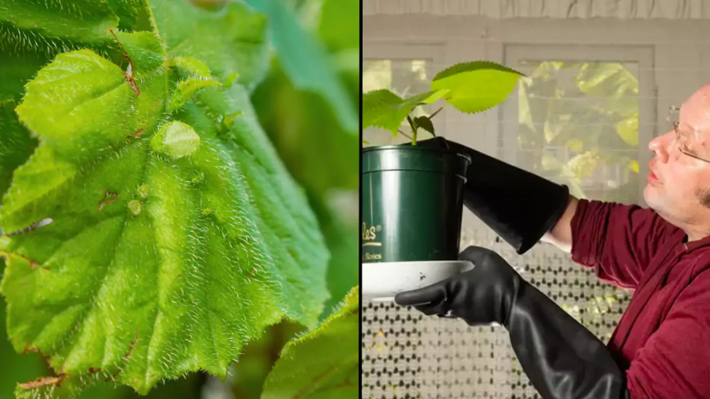Minute by minute of what happens when you touch 'world's most dangerous plant'
