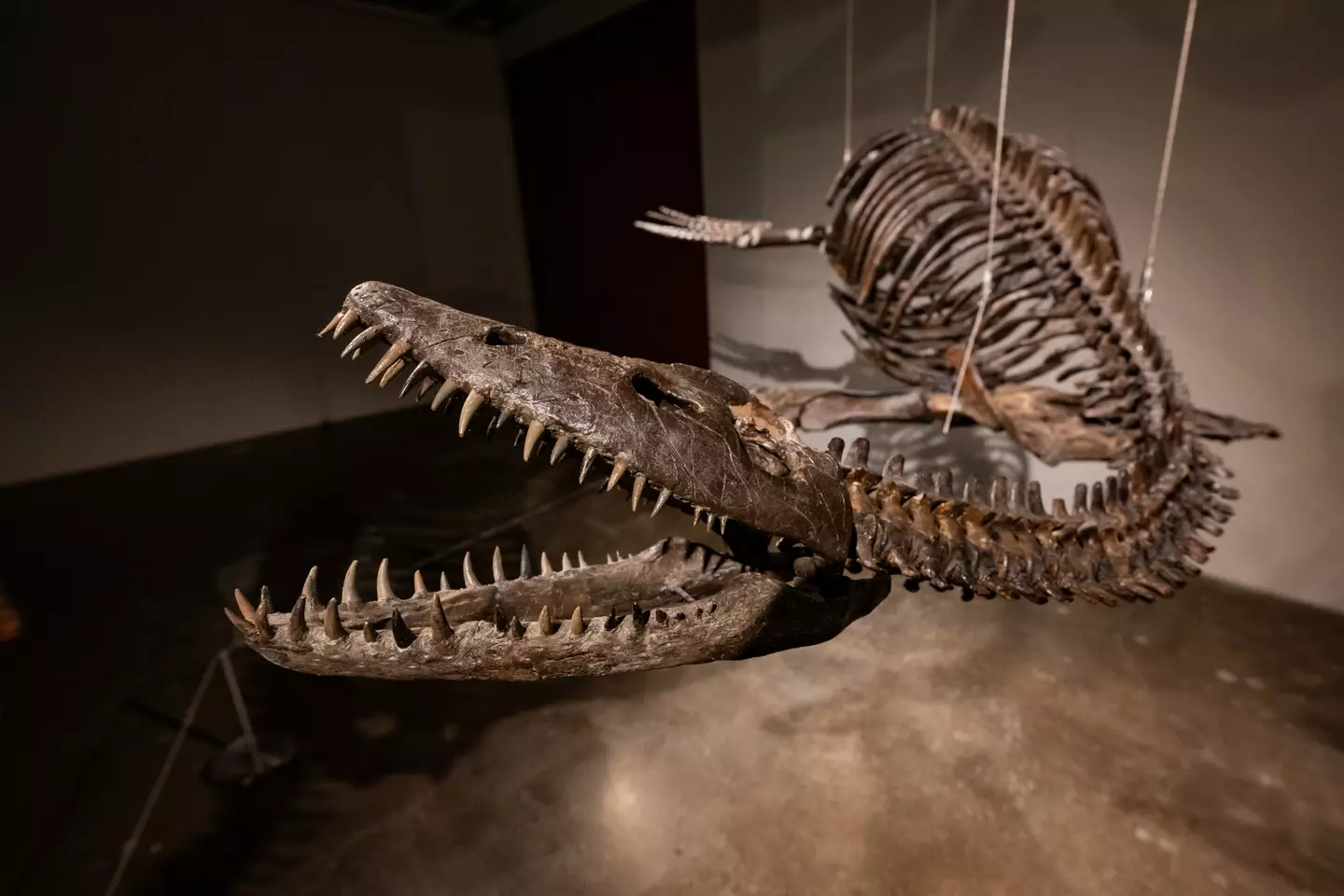 Some reckon it's similar to a plesiosaur. (Alexi Rosenfeld/Getty Images)