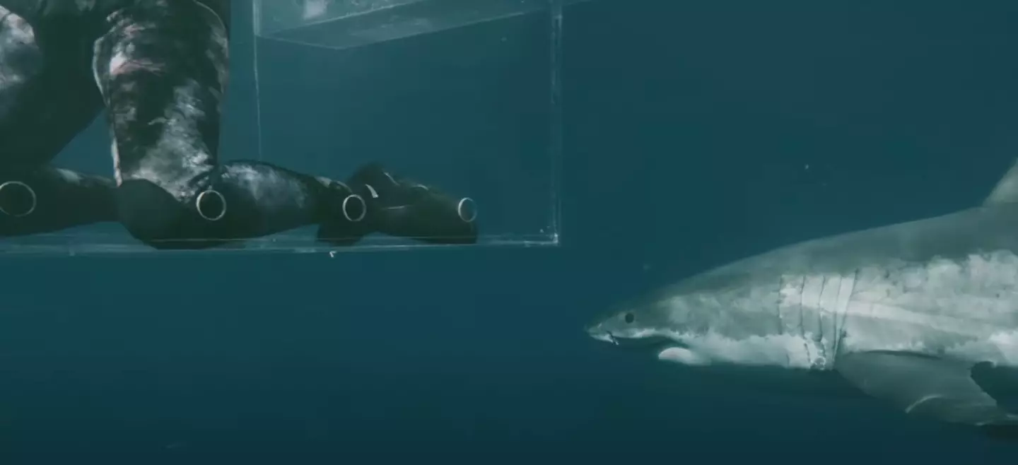 The shark circled the cage before attacking (Discovery Plus)