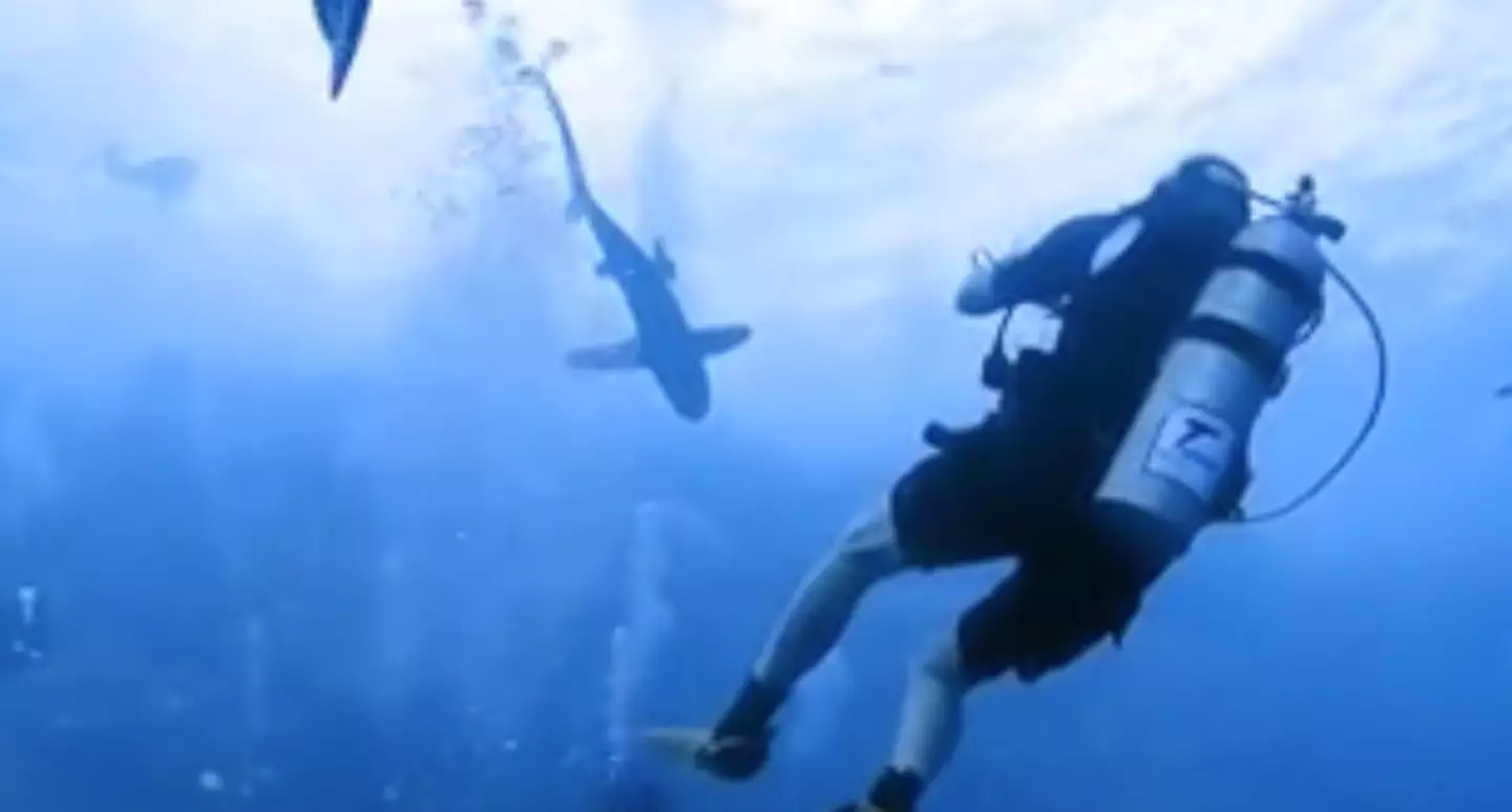 It made its way over after being freaked out by bubbles. (YouTube/scubasoul)