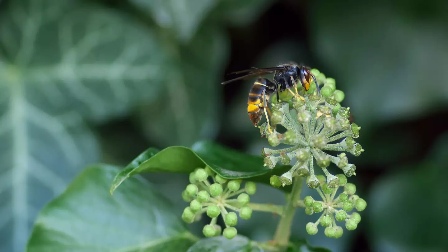 Asian hornets spotted in the UK for second time this year