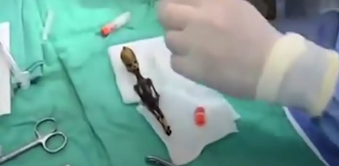 Ata is just six-inches tall.