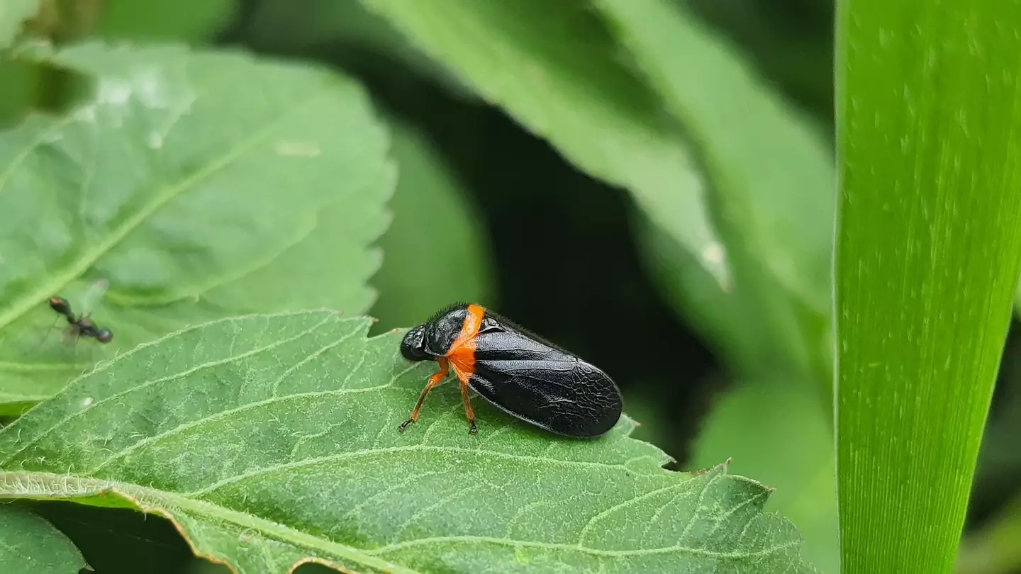 Pictured above is a spittlebug's offspring known as a froghopper.