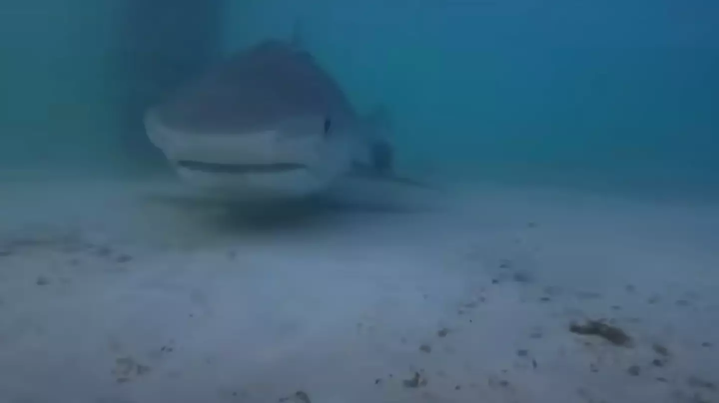 The angler showed us just what's going on under the pier, beware of the sharks. (YouTube/AnglerUp with Brant)