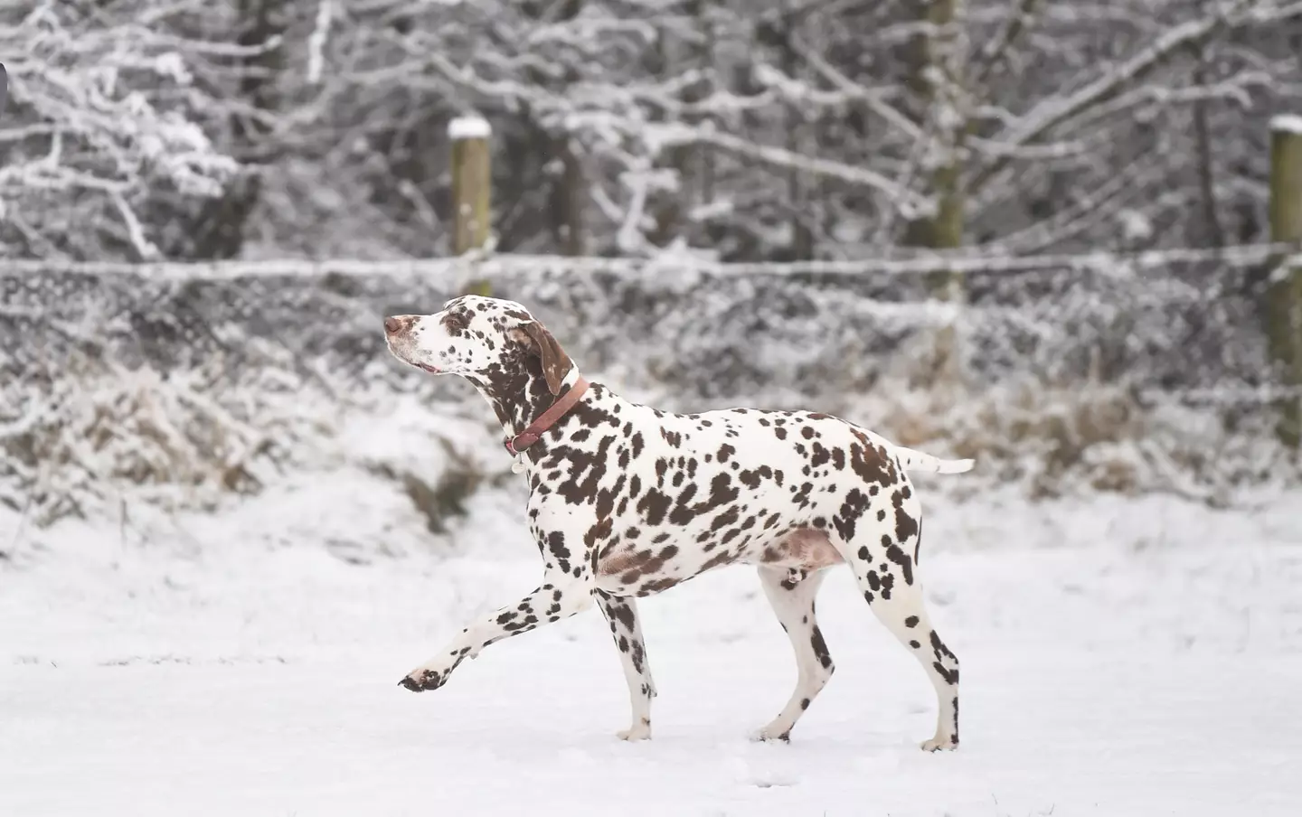 If temperatures do drop below -5C, it's probably best to give walkies a miss.